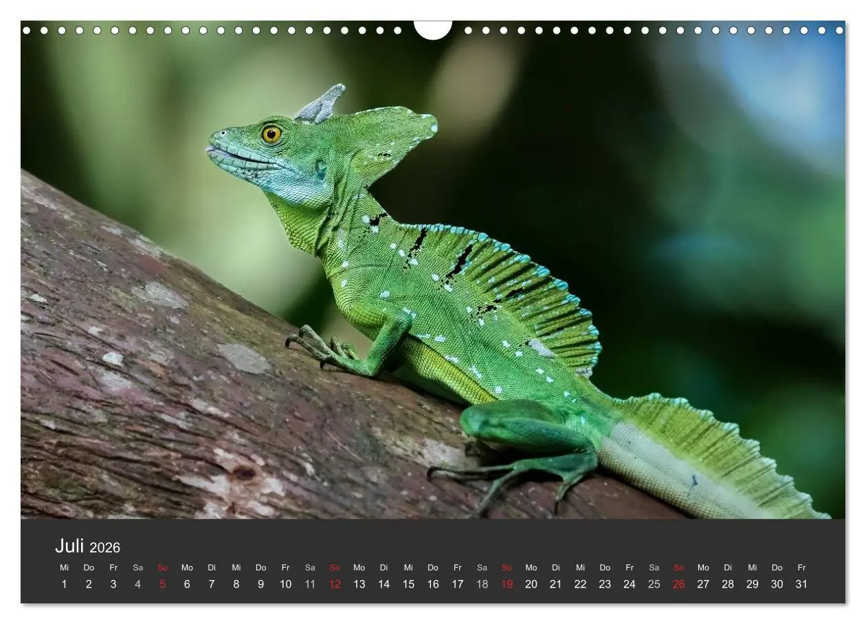 Bild: 9783516127959 | Costa Rica tierisch gut 2026 (Wandkalender 2026 DIN A3 quer),...