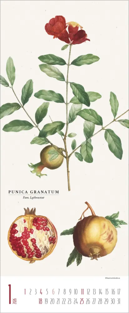 Bild: 9783731887959 | Botanicum 2026 | Verlag Korsch | Kalender | 14 S. | Deutsch | 2026