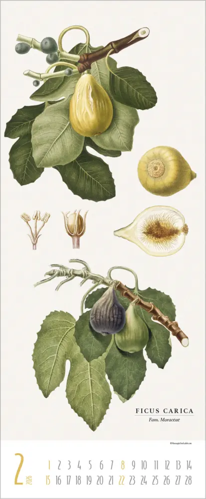 Bild: 9783731887959 | Botanicum 2026 | Verlag Korsch | Kalender | 14 S. | Deutsch | 2026