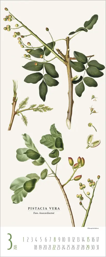 Bild: 9783731887959 | Botanicum 2026 | Verlag Korsch | Kalender | 14 S. | Deutsch | 2026