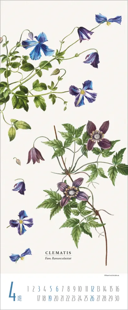 Bild: 9783731887959 | Botanicum 2026 | Verlag Korsch | Kalender | 14 S. | Deutsch | 2026