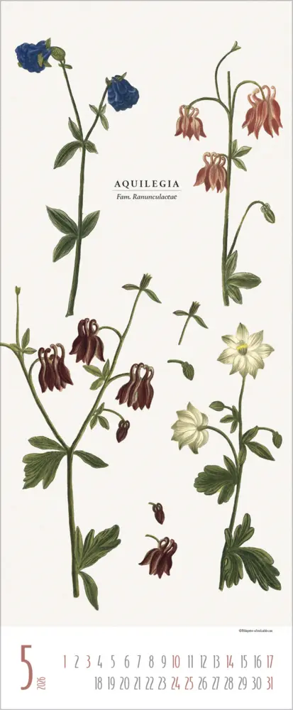 Bild: 9783731887959 | Botanicum 2026 | Verlag Korsch | Kalender | 14 S. | Deutsch | 2026