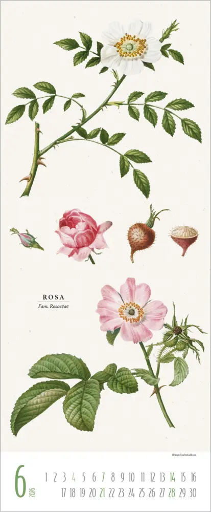 Bild: 9783731887959 | Botanicum 2026 | Verlag Korsch | Kalender | 14 S. | Deutsch | 2026
