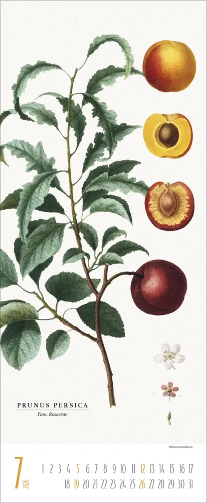 Bild: 9783731887959 | Botanicum 2026 | Verlag Korsch | Kalender | 14 S. | Deutsch | 2026
