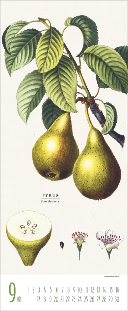 Bild: 9783731887959 | Botanicum 2026 | Verlag Korsch | Kalender | 14 S. | Deutsch | 2026