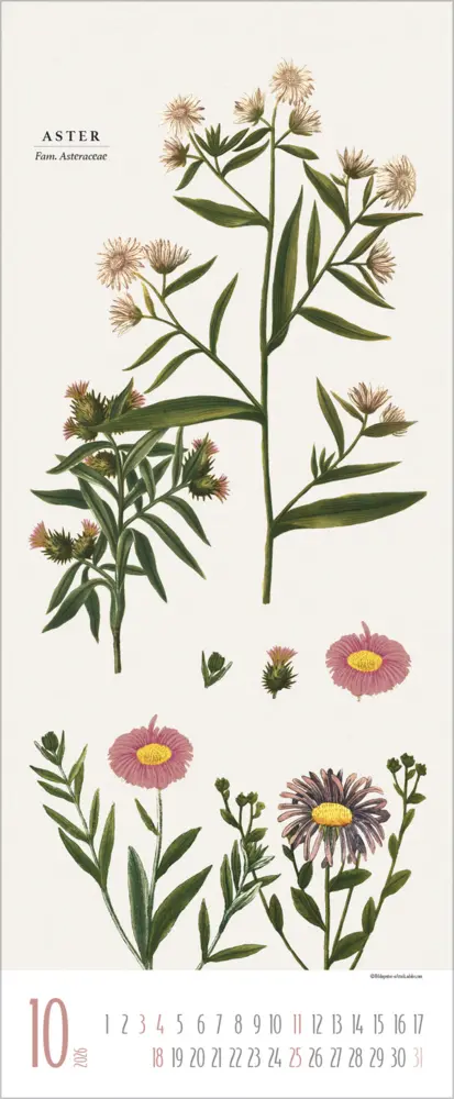 Bild: 9783731887959 | Botanicum 2026 | Verlag Korsch | Kalender | 14 S. | Deutsch | 2026