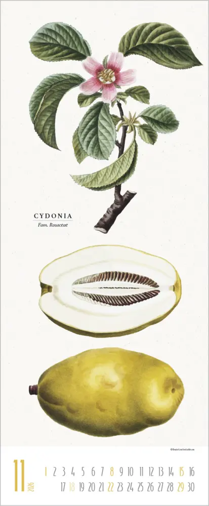 Bild: 9783731887959 | Botanicum 2026 | Verlag Korsch | Kalender | 14 S. | Deutsch | 2026
