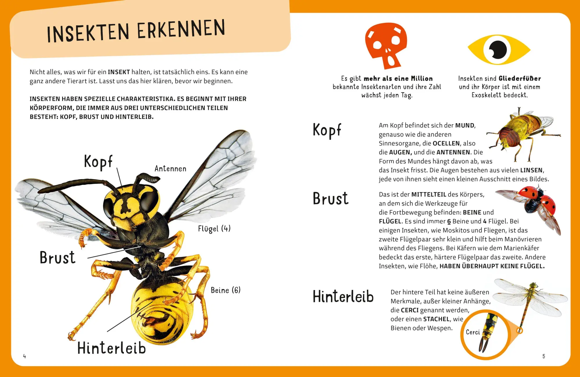 Bild: 9788863127959 | Top Ten die seltsamsten Insekten | Sylvia Winnewisser | Buch | 40 S.