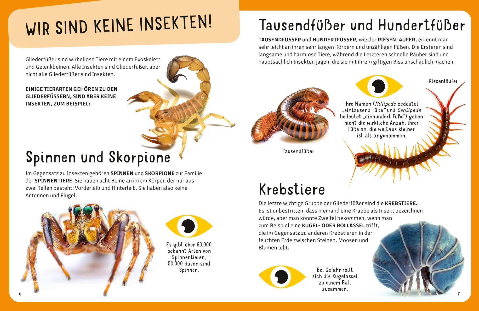 Bild: 9788863127959 | Top Ten die seltsamsten Insekten | Sylvia Winnewisser | Buch | 40 S.