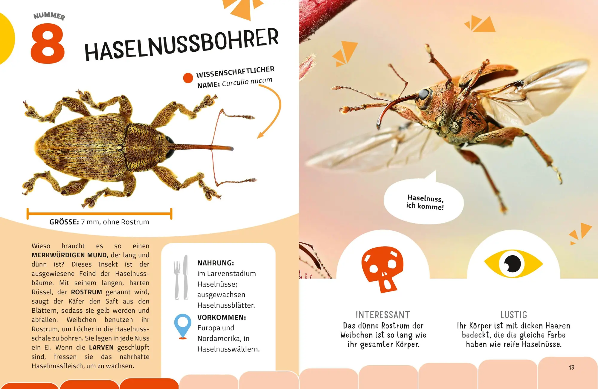 Bild: 9788863127959 | Top Ten die seltsamsten Insekten | Sylvia Winnewisser | Buch | 40 S.