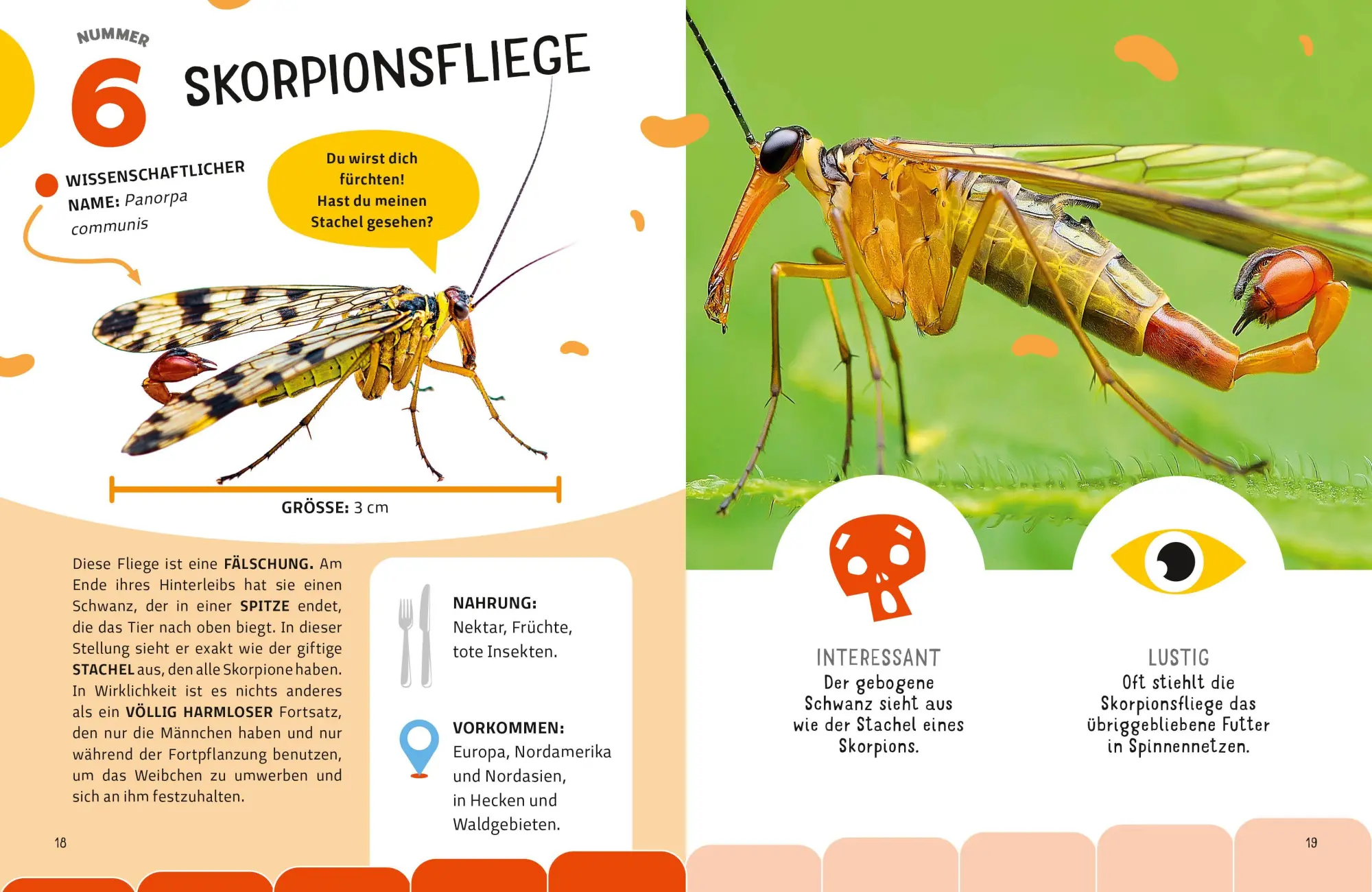 Bild: 9788863127959 | Top Ten die seltsamsten Insekten | Sylvia Winnewisser | Buch | 40 S.