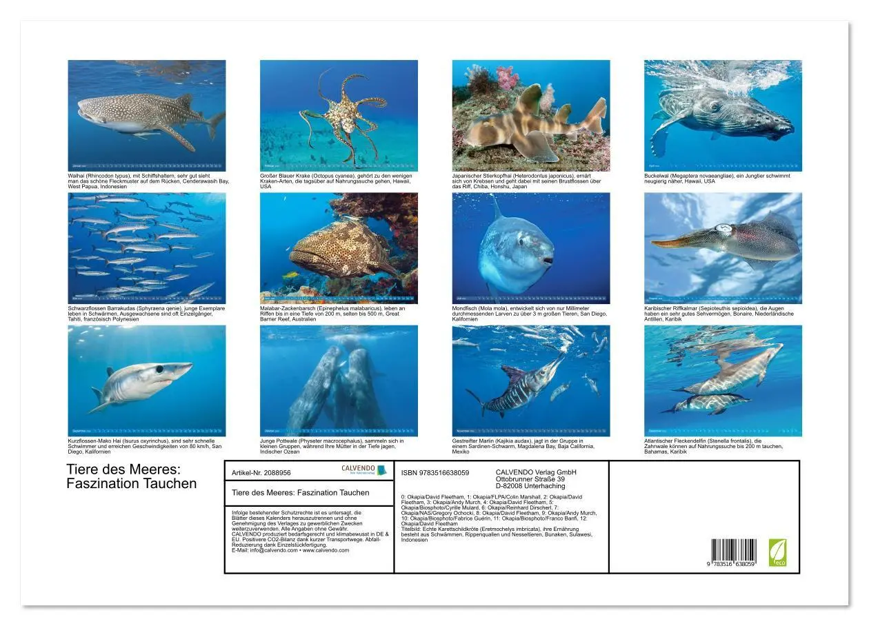 Bild: 9783516638059 | Tiere des Meeres: Faszination Tauchen (Wandkalender 2026 DIN A2...