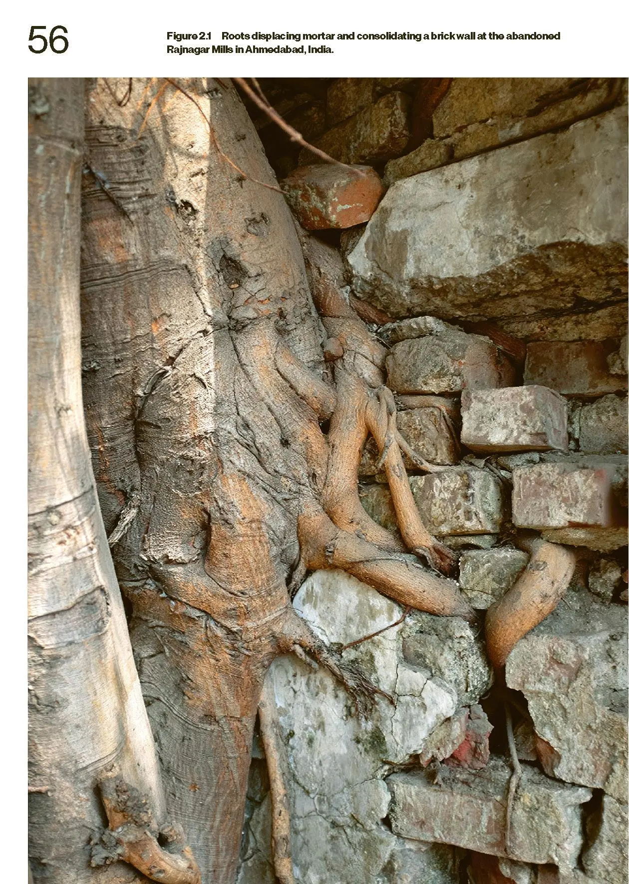 Bild: 9783035628159 | Living Together | More-Than-Human Ecologies for Architectural Thinking