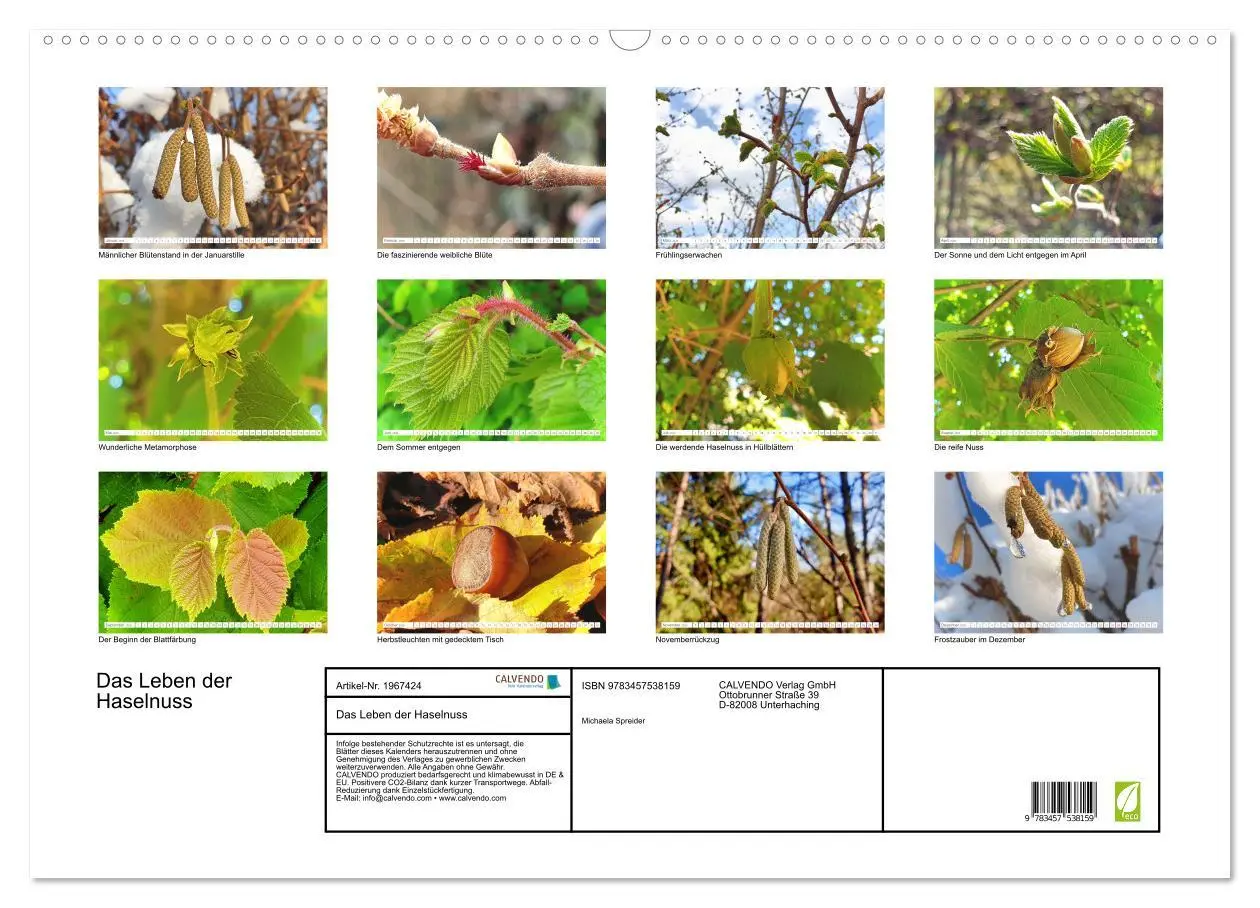 Bild: 9783457538159 | Das Leben der Haselnuss (Wandkalender 2026 DIN A2 quer), CALVENDO...