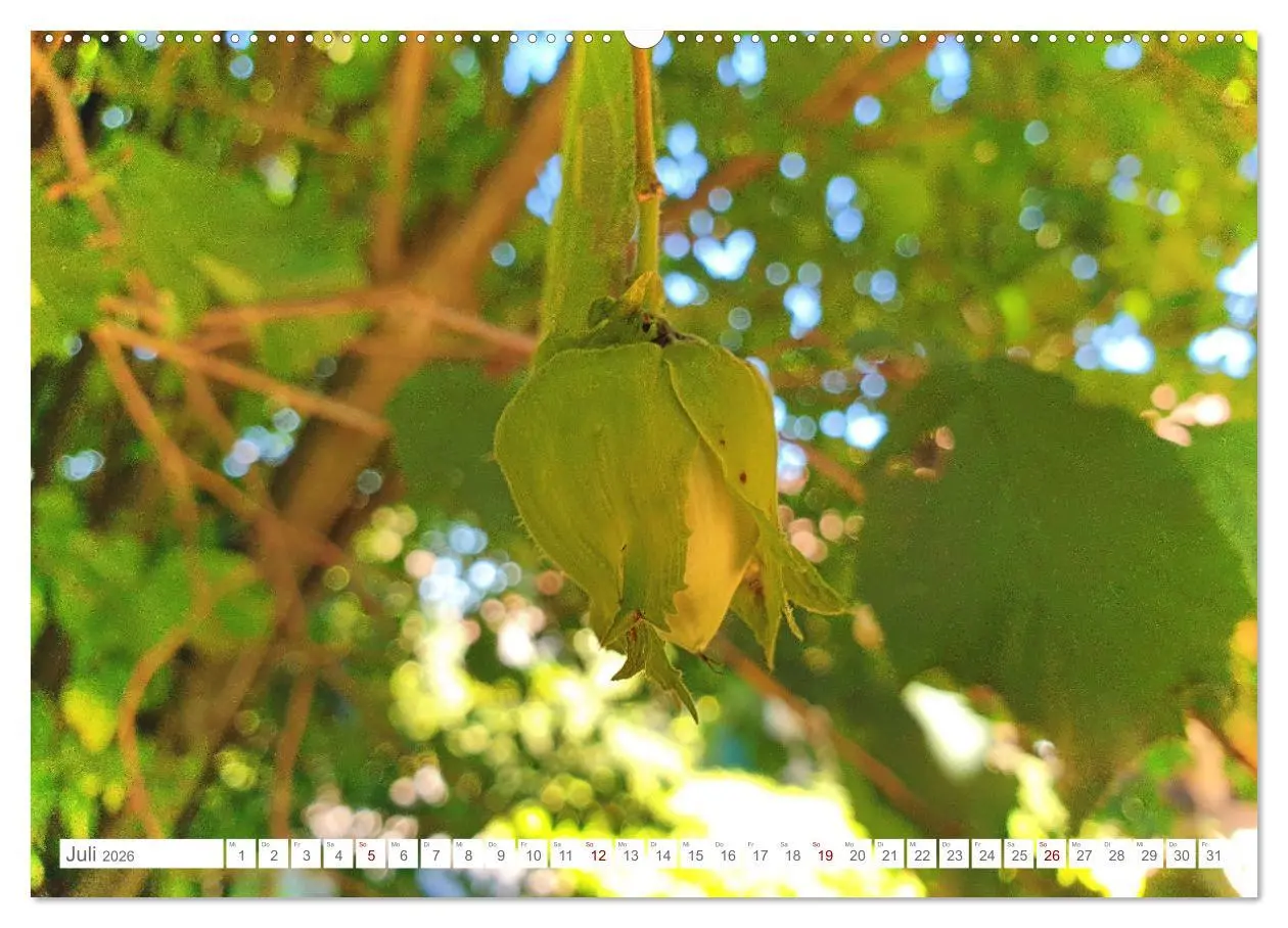 Bild: 9783457538159 | Das Leben der Haselnuss (Wandkalender 2026 DIN A2 quer), CALVENDO...