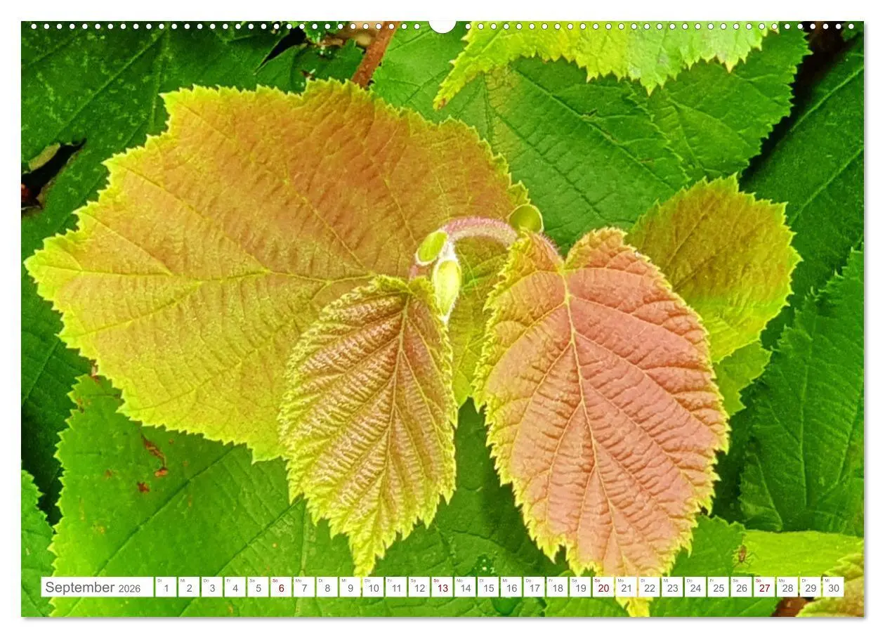 Bild: 9783457538159 | Das Leben der Haselnuss (Wandkalender 2026 DIN A2 quer), CALVENDO...