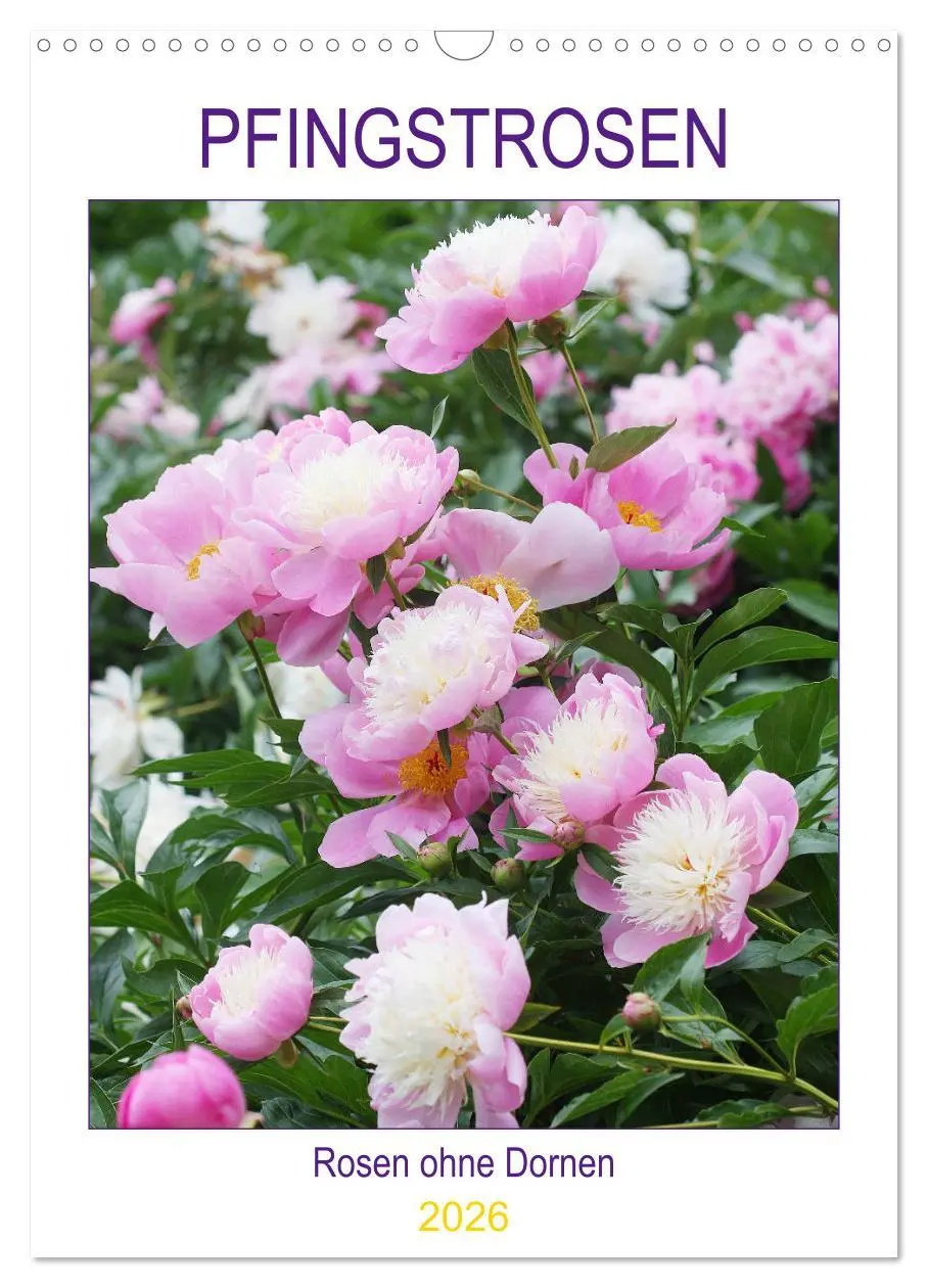 Cover: 9783516398359 | Pfingstrosen Rosen ohne Dornen (Wandkalender 2026 DIN A3 hoch),...