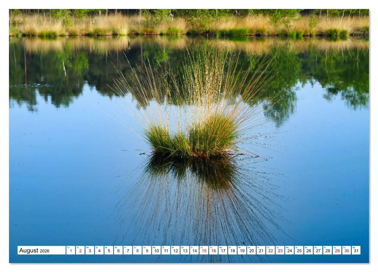 Bild: 9783516608359 | Impressionen aus dem Moor (Wandkalender 2026 DIN A3 quer), CALVENDO...