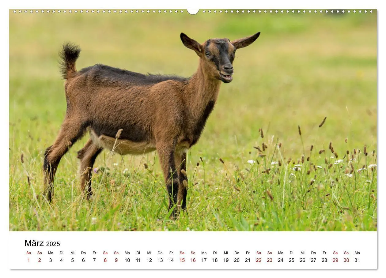 Bild: 9783435348459 | Alte Nutztierrassen 2025 (hochwertiger Premium Wandkalender 2025...