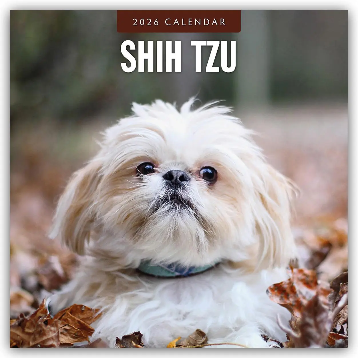 Cover: 9781804428559 | Shih Tzu 2026 Square Wall Calendar | Red Robin | Taschenbuch | 14 S.