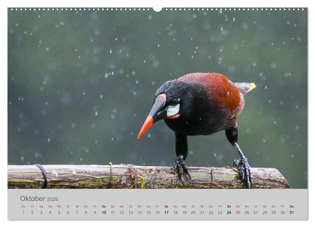 Bild: 9783516068559 | Costa Rica - Exotische Vögel im Regenwald (Wandkalender 2026 DIN A2...