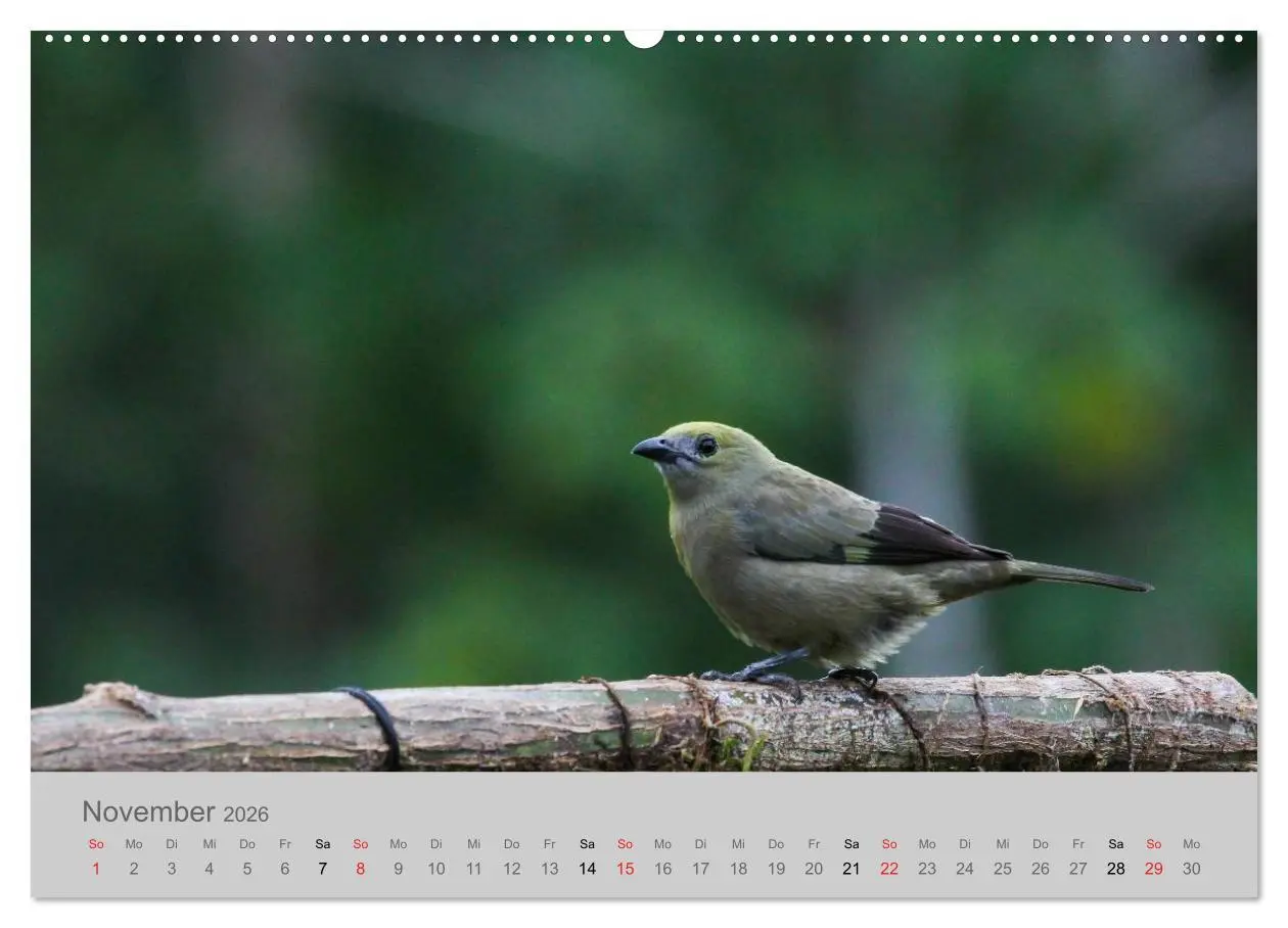 Bild: 9783516068559 | Costa Rica - Exotische Vögel im Regenwald (Wandkalender 2026 DIN A2...
