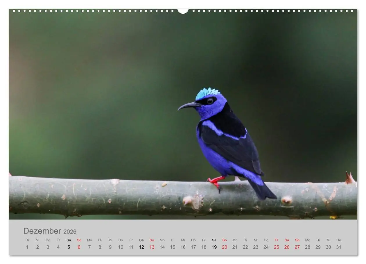 Bild: 9783516068559 | Costa Rica - Exotische Vögel im Regenwald (Wandkalender 2026 DIN A2...
