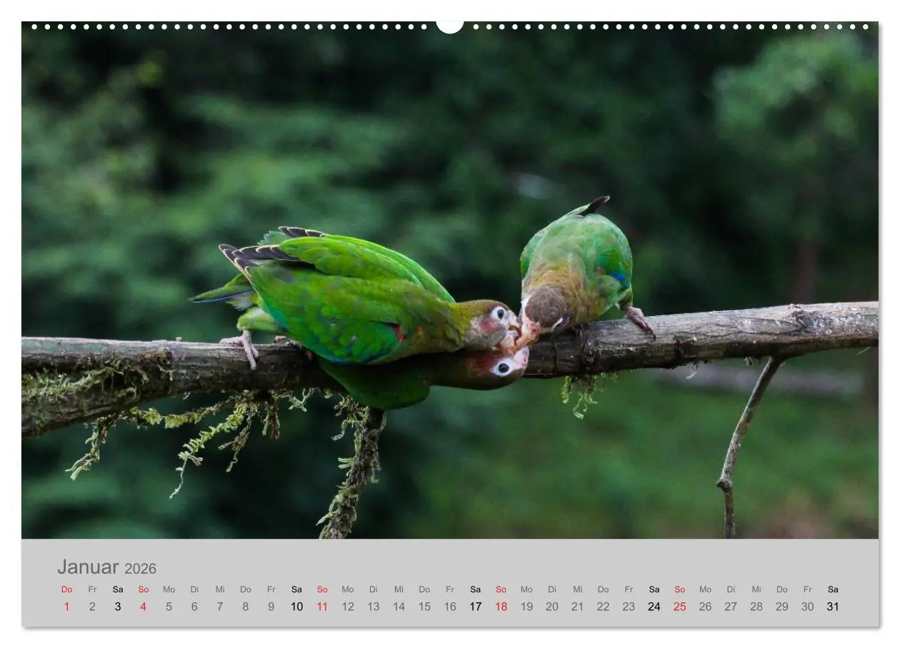 Bild: 9783516068559 | Costa Rica - Exotische Vögel im Regenwald (Wandkalender 2026 DIN A2...