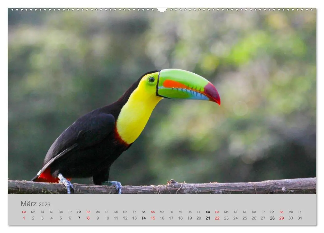 Bild: 9783516068559 | Costa Rica - Exotische Vögel im Regenwald (Wandkalender 2026 DIN A2...