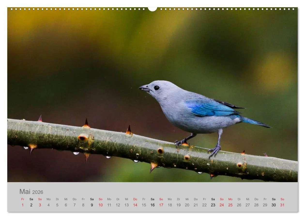 Bild: 9783516068559 | Costa Rica - Exotische Vögel im Regenwald (Wandkalender 2026 DIN A2...
