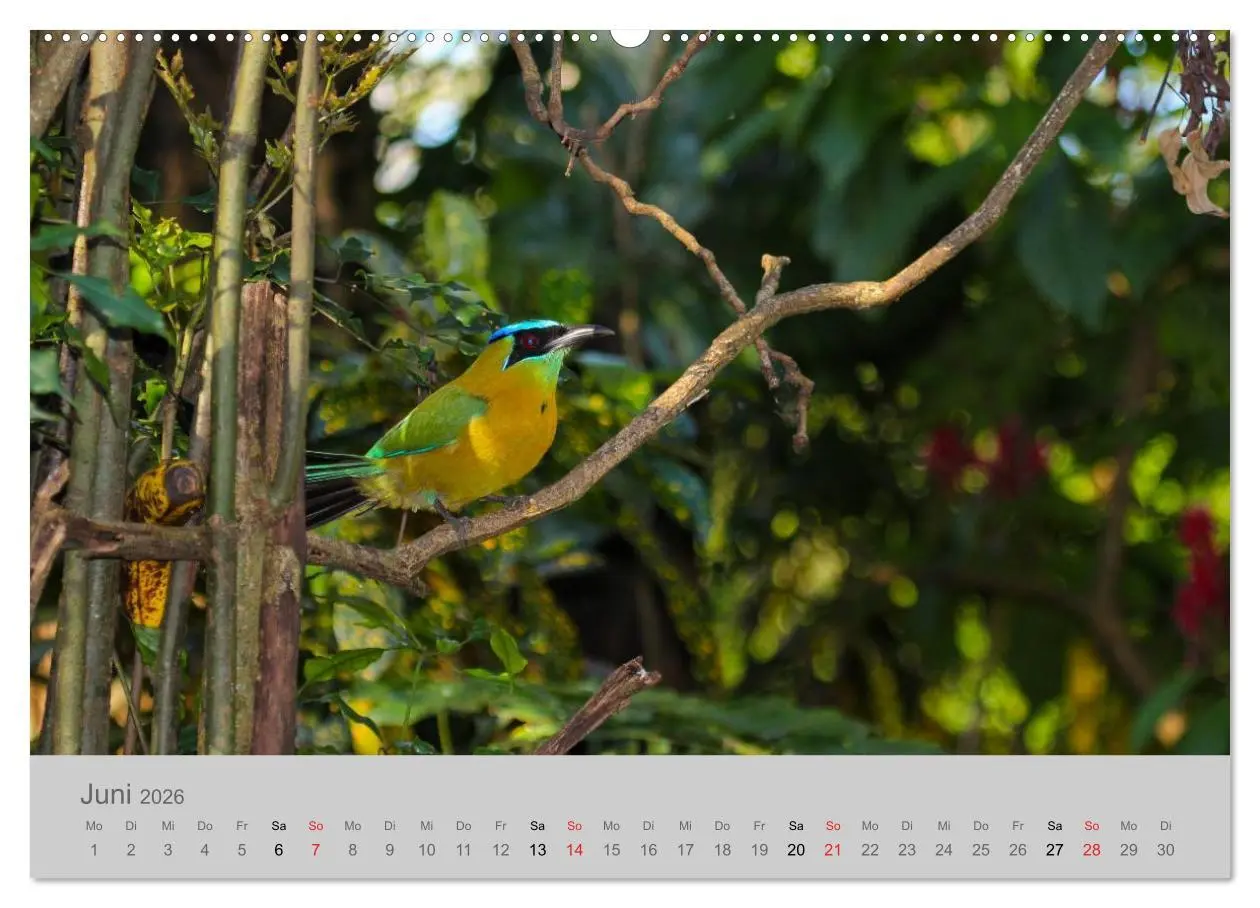 Bild: 9783516068559 | Costa Rica - Exotische Vögel im Regenwald (Wandkalender 2026 DIN A2...