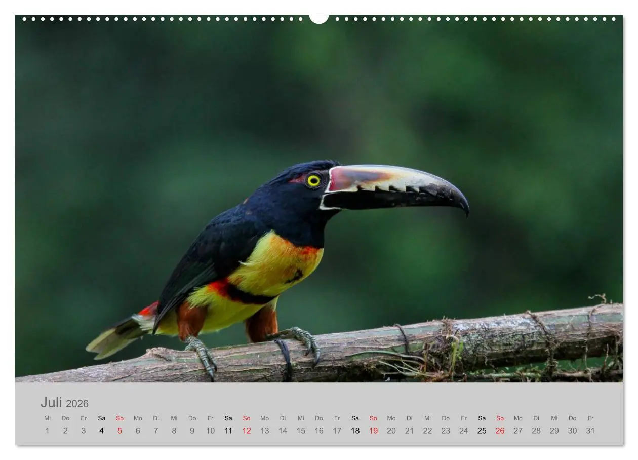 Bild: 9783516068559 | Costa Rica - Exotische Vögel im Regenwald (Wandkalender 2026 DIN A2...