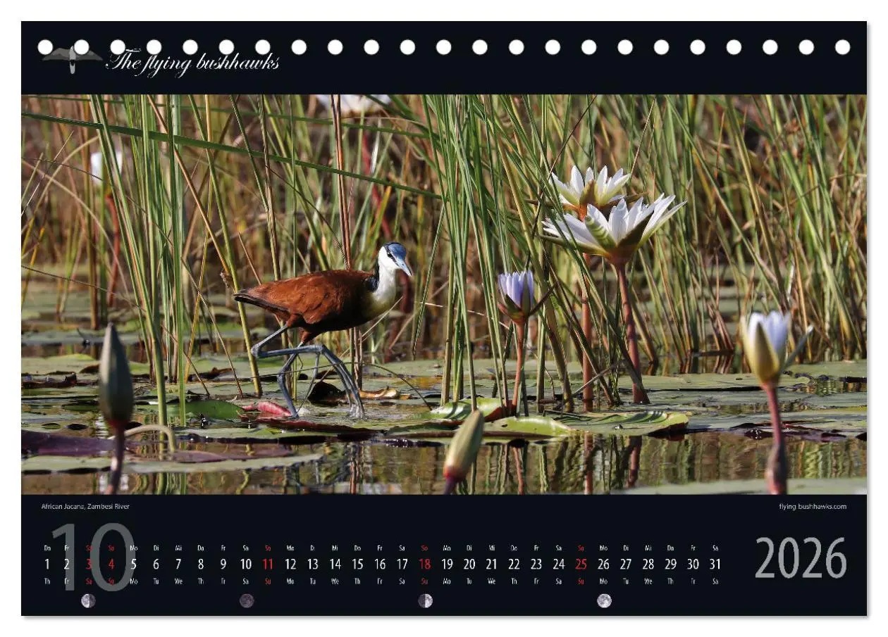 Bild: 9783457278659 | Botswana Blickwinkel 2026 (Tischkalender 2026 DIN A5 quer),...