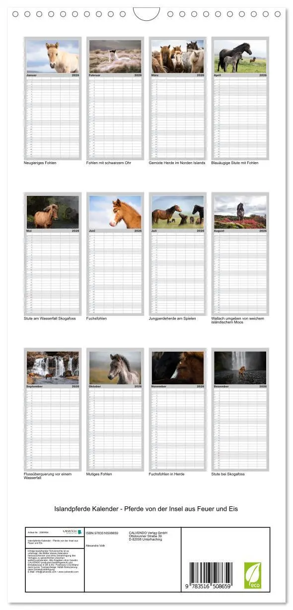Bild: 9783516508659 | Familienplaner 2026 - Islandpferde Kalender - Pferde von der Insel...