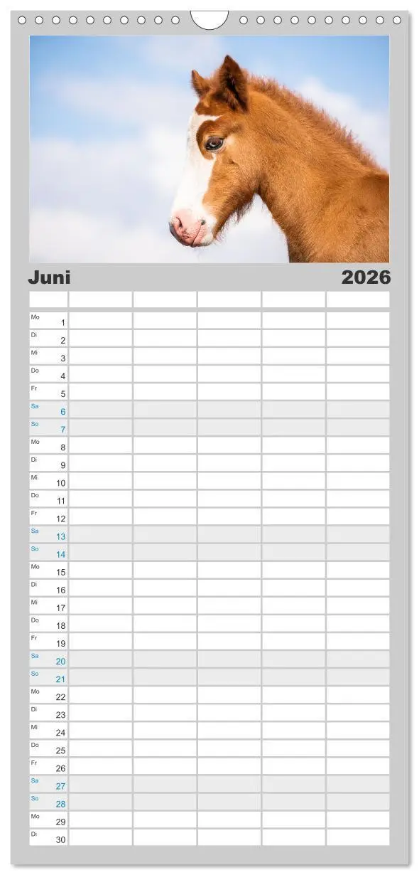 Bild: 9783516508659 | Familienplaner 2026 - Islandpferde Kalender - Pferde von der Insel...
