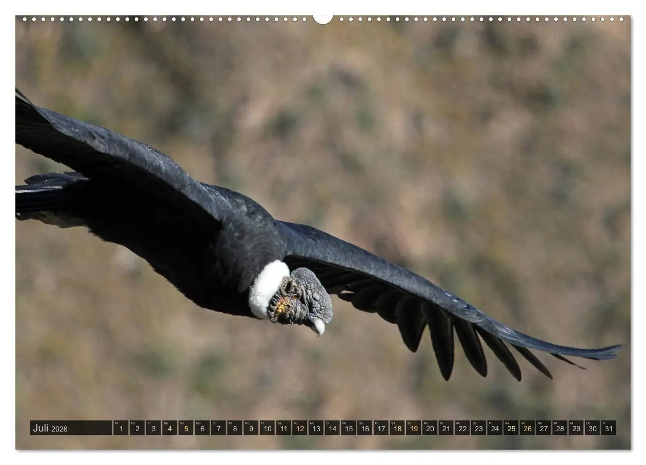 Bild: 9783457268759 | Südamerika - viaje.ch (hochwertiger Premium Wandkalender 2026 DIN...