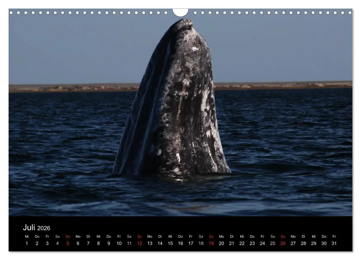Bild: 9783516118759 | Baja California - Impressionen der mexikanischen Halbinsel...