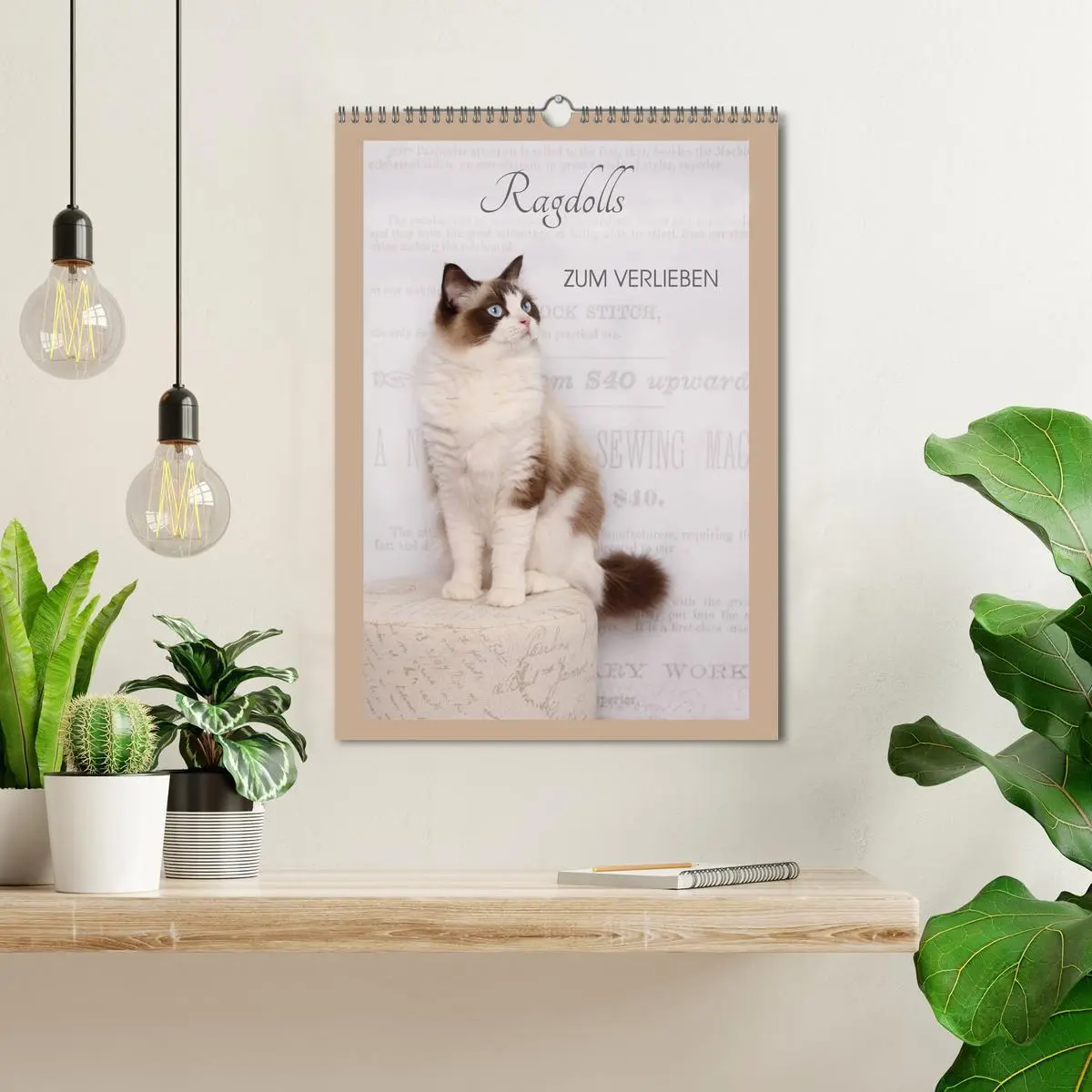 Bild: 9783516428759 | Ragdolls zum Verlieben (Wandkalender 2026 DIN A3 hoch), CALVENDO...