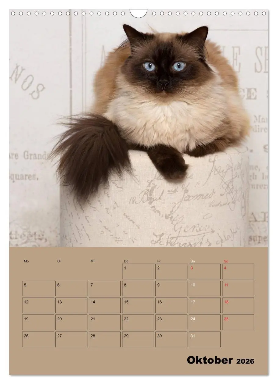 Bild: 9783516428759 | Ragdolls zum Verlieben (Wandkalender 2026 DIN A3 hoch), CALVENDO...
