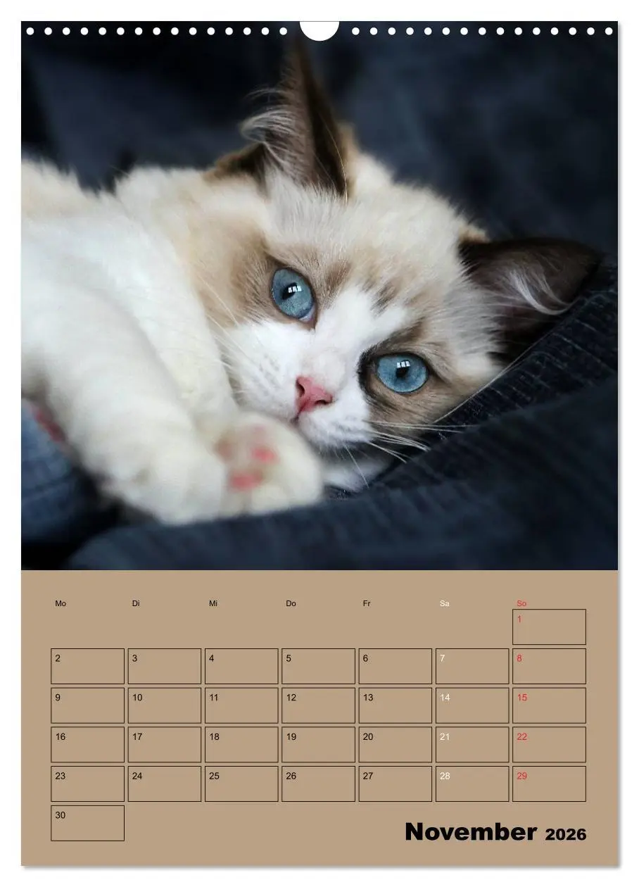 Bild: 9783516428759 | Ragdolls zum Verlieben (Wandkalender 2026 DIN A3 hoch), CALVENDO...