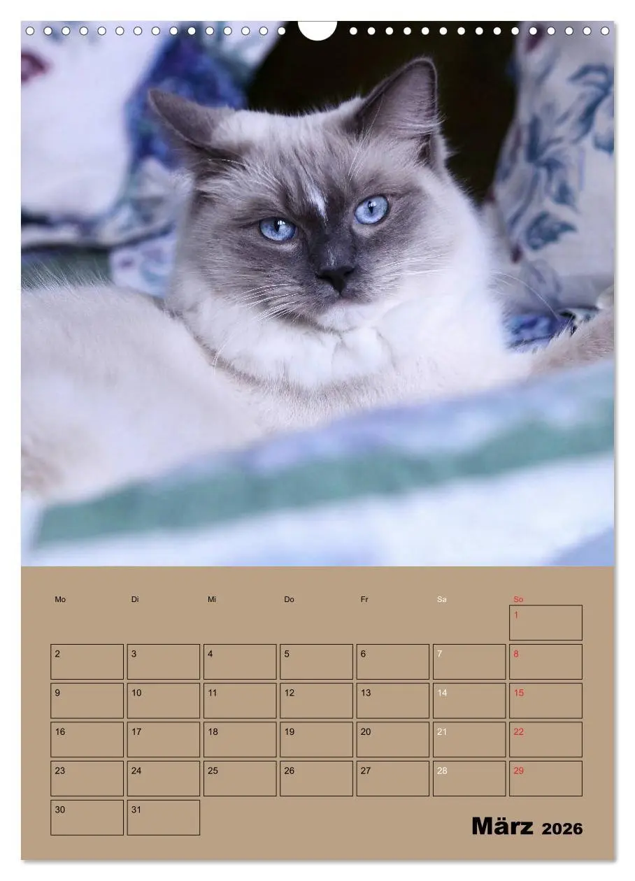 Bild: 9783516428759 | Ragdolls zum Verlieben (Wandkalender 2026 DIN A3 hoch), CALVENDO...