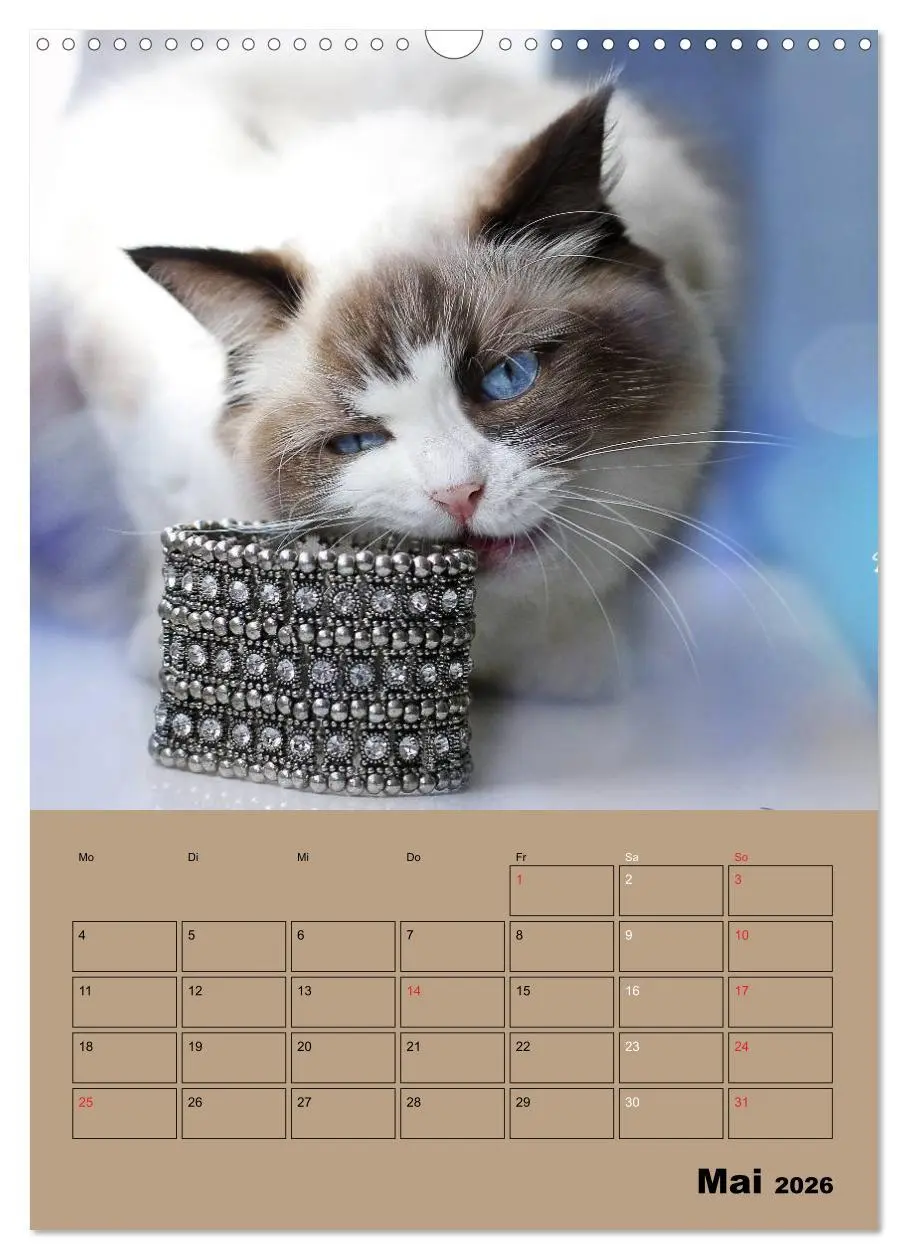 Bild: 9783516428759 | Ragdolls zum Verlieben (Wandkalender 2026 DIN A3 hoch), CALVENDO...