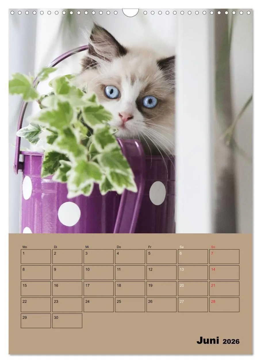 Bild: 9783516428759 | Ragdolls zum Verlieben (Wandkalender 2026 DIN A3 hoch), CALVENDO...