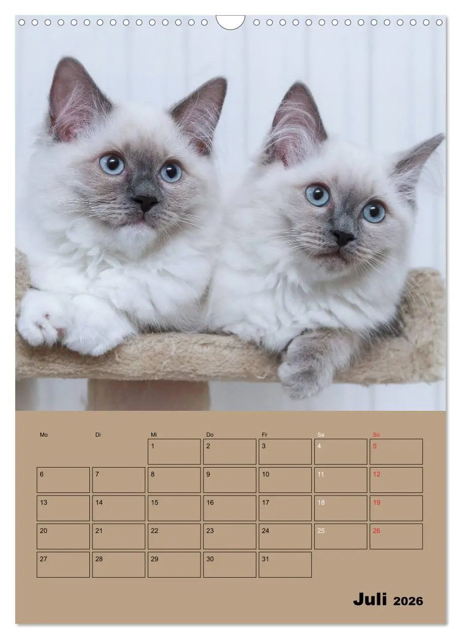 Bild: 9783516428759 | Ragdolls zum Verlieben (Wandkalender 2026 DIN A3 hoch), CALVENDO...