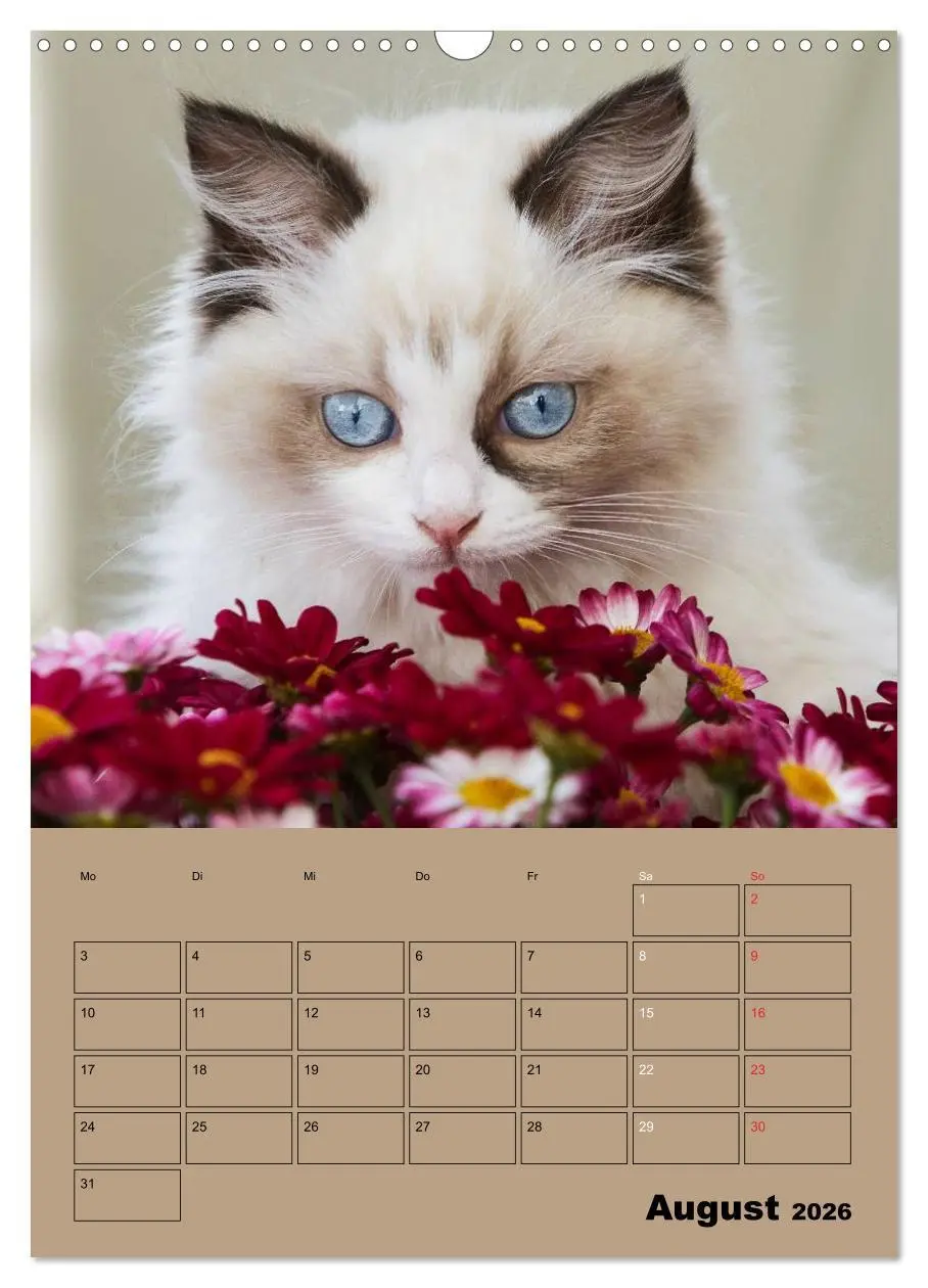 Bild: 9783516428759 | Ragdolls zum Verlieben (Wandkalender 2026 DIN A3 hoch), CALVENDO...