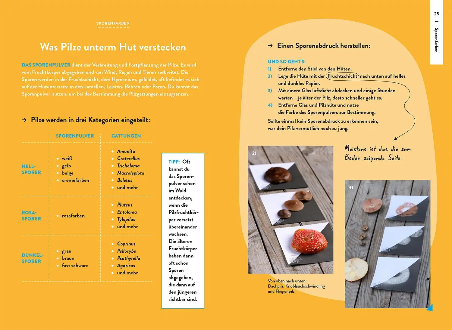 Bild: 9783440178959 | Nature Guide Pilze | Nadja Frotscher-Kanka | Taschenbuch | 160 S.