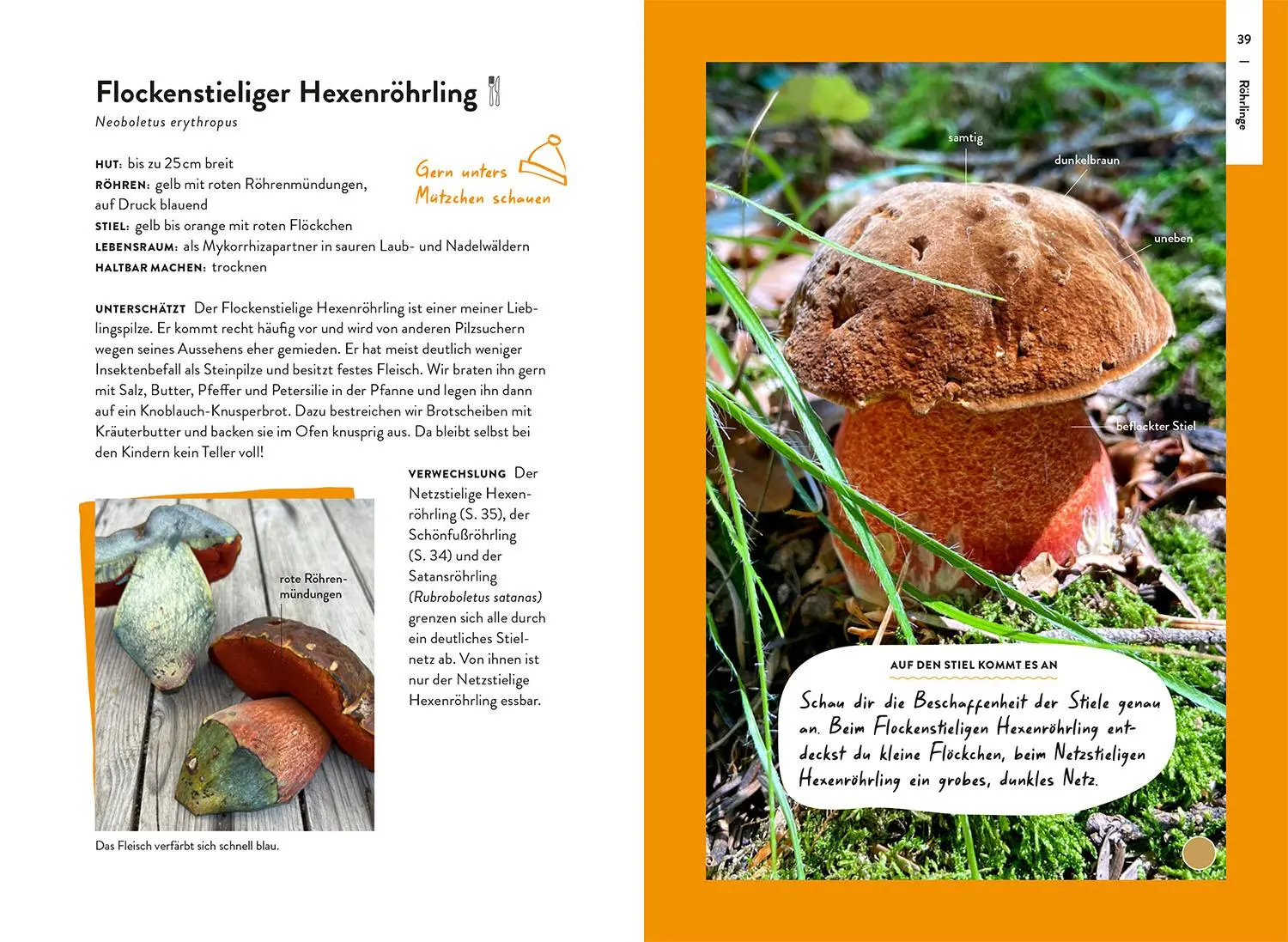 Bild: 9783440178959 | Nature Guide Pilze | Nadja Frotscher-Kanka | Taschenbuch | 160 S.