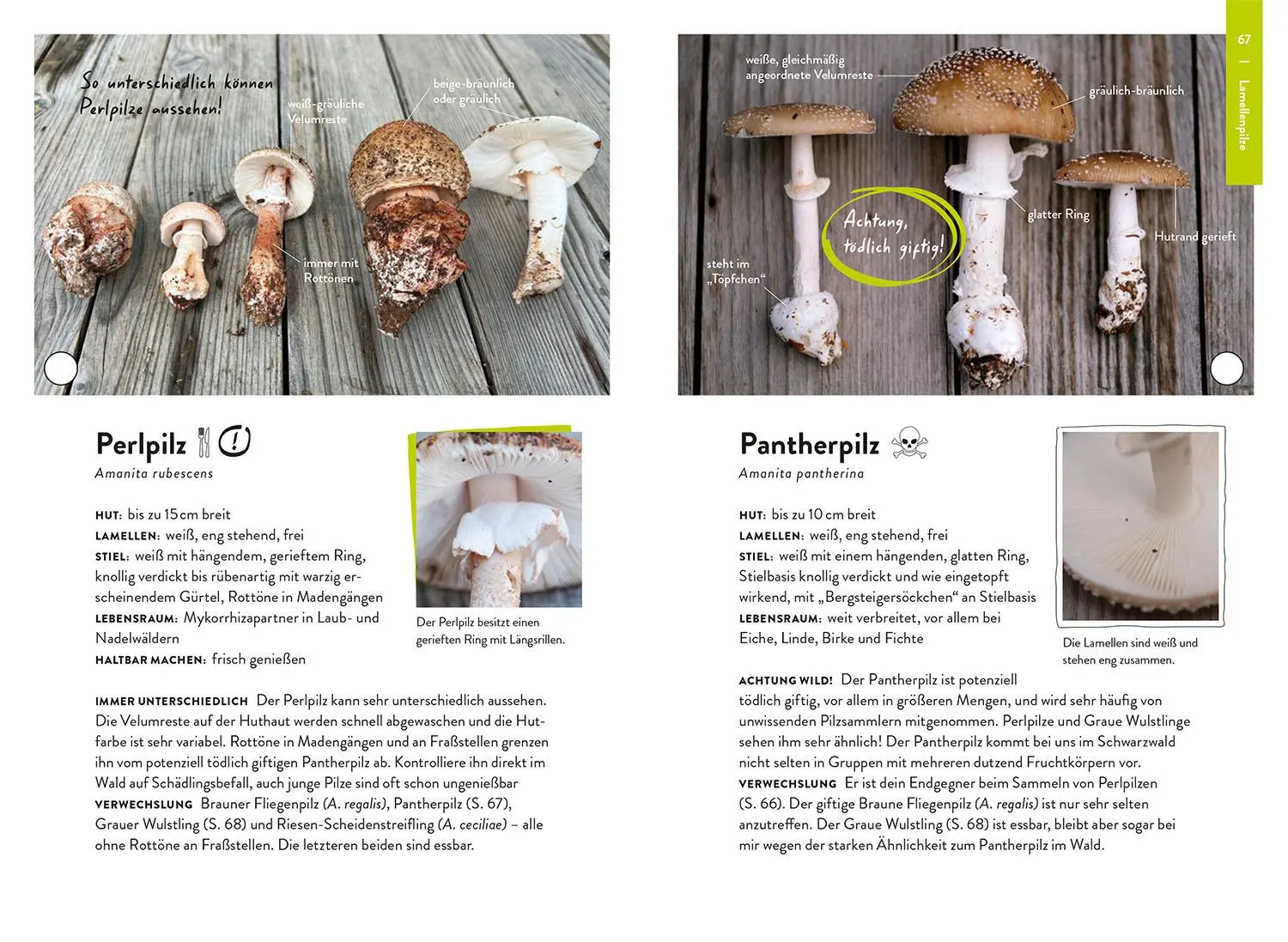 Bild: 9783440178959 | Nature Guide Pilze | Nadja Frotscher-Kanka | Taschenbuch | 160 S.