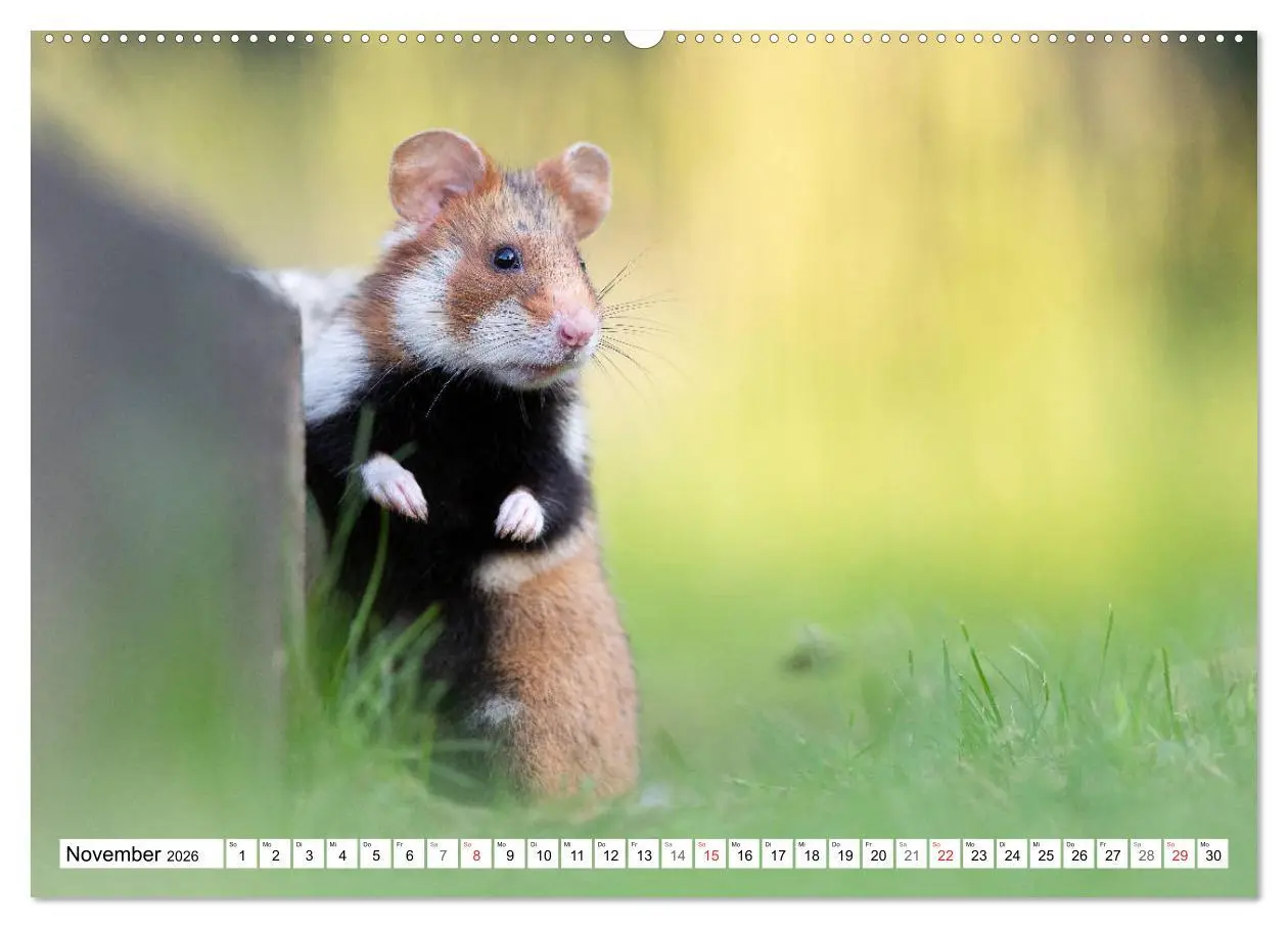 Bild: 9783457689059 | Herzige Feldhamster - farbenfrohe Nagetiere im städtischen...