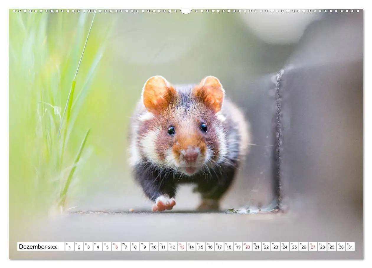 Bild: 9783457689059 | Herzige Feldhamster - farbenfrohe Nagetiere im städtischen...